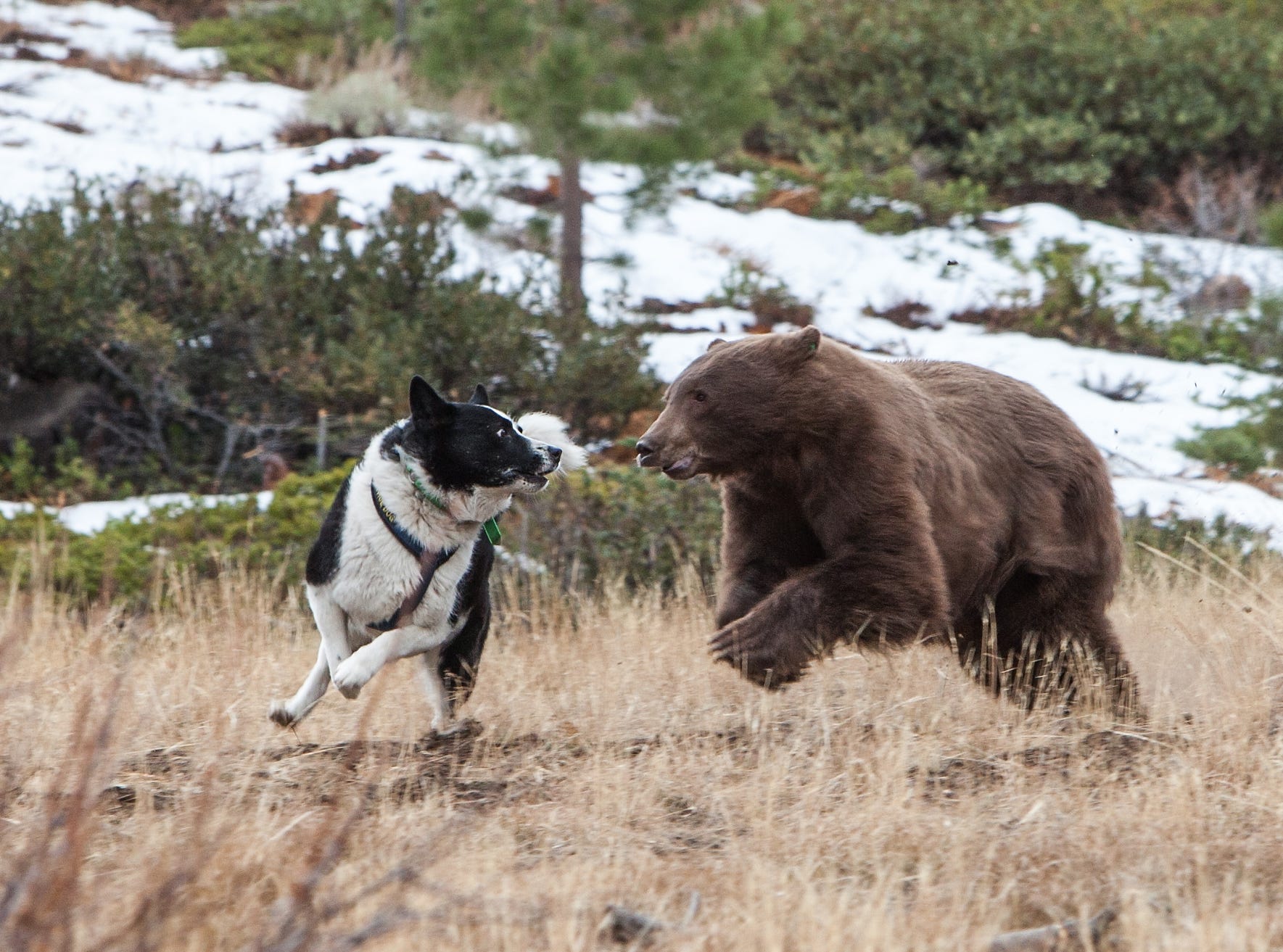 bear tracking dogs